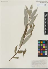 Foto von Salix lasiandra Benth.